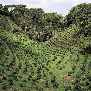 300px-Coffee_Plantation1.jpg