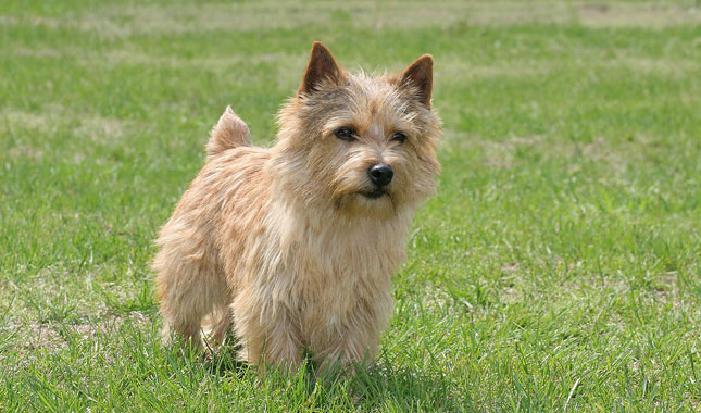 Norwich-Terrier-4-645mk062711.jpg