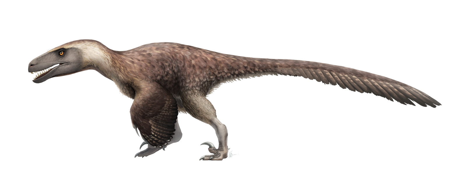 Utahraptor_ostrommaysorum_for_wikipedia_by_fredthedinosaurman-dbq2uyf.png