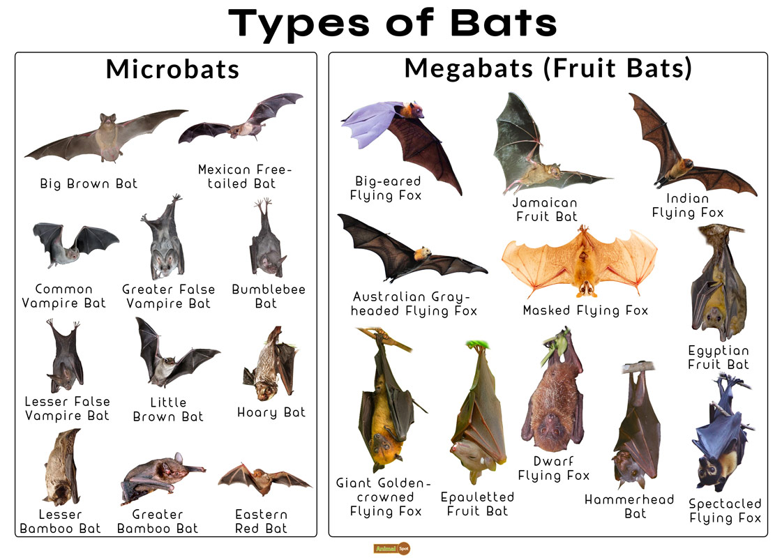 Types-of-Bats.jpg