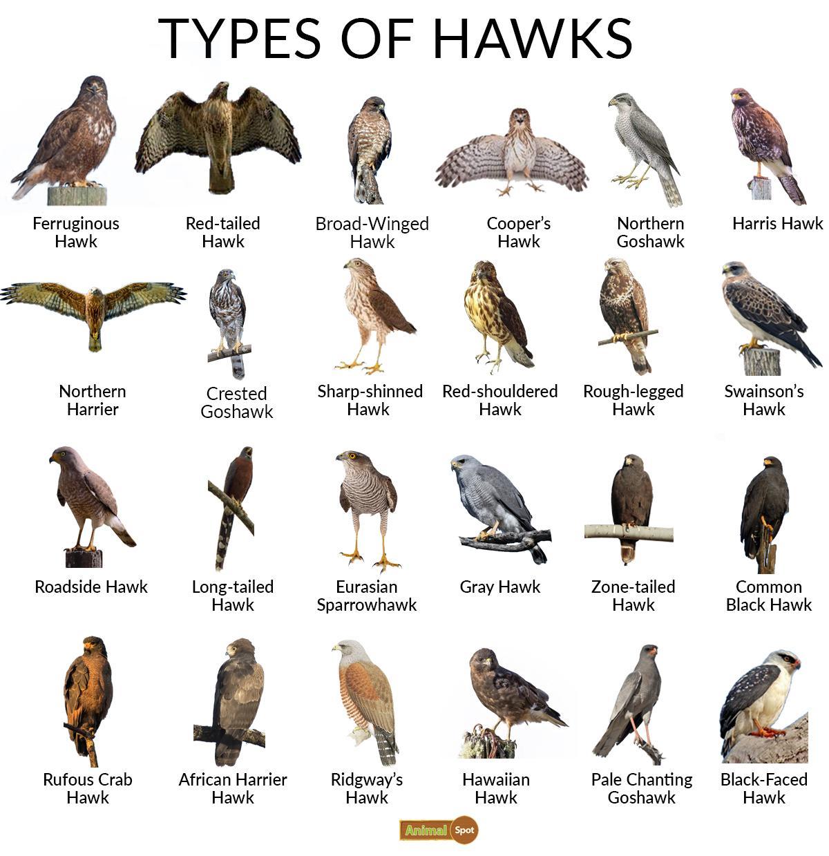 Types-of-Hawks.jpg