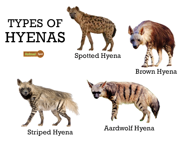 Types-of-Hyenas.jpg