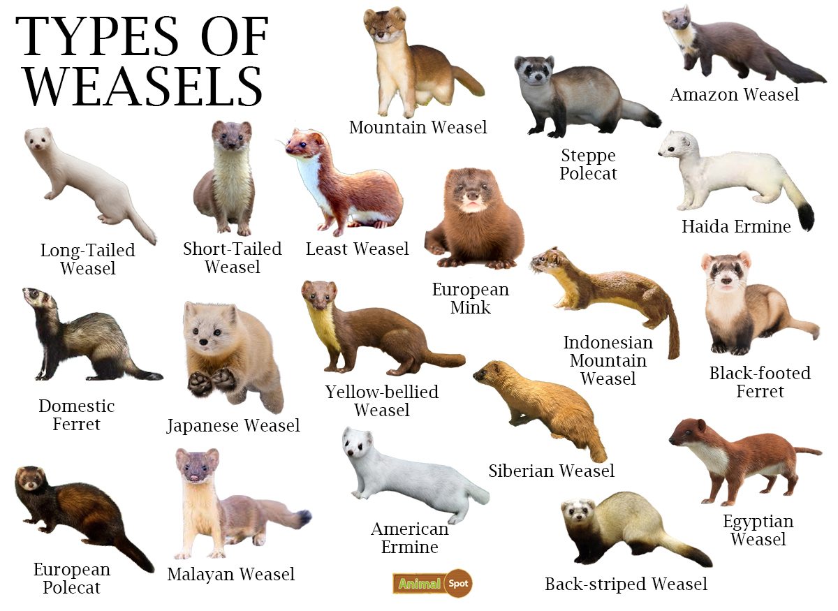 Types-of-Weasels.jpg