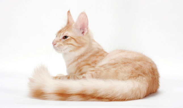 Orange-Turkish-Angora-Cat-Sitting.jpg