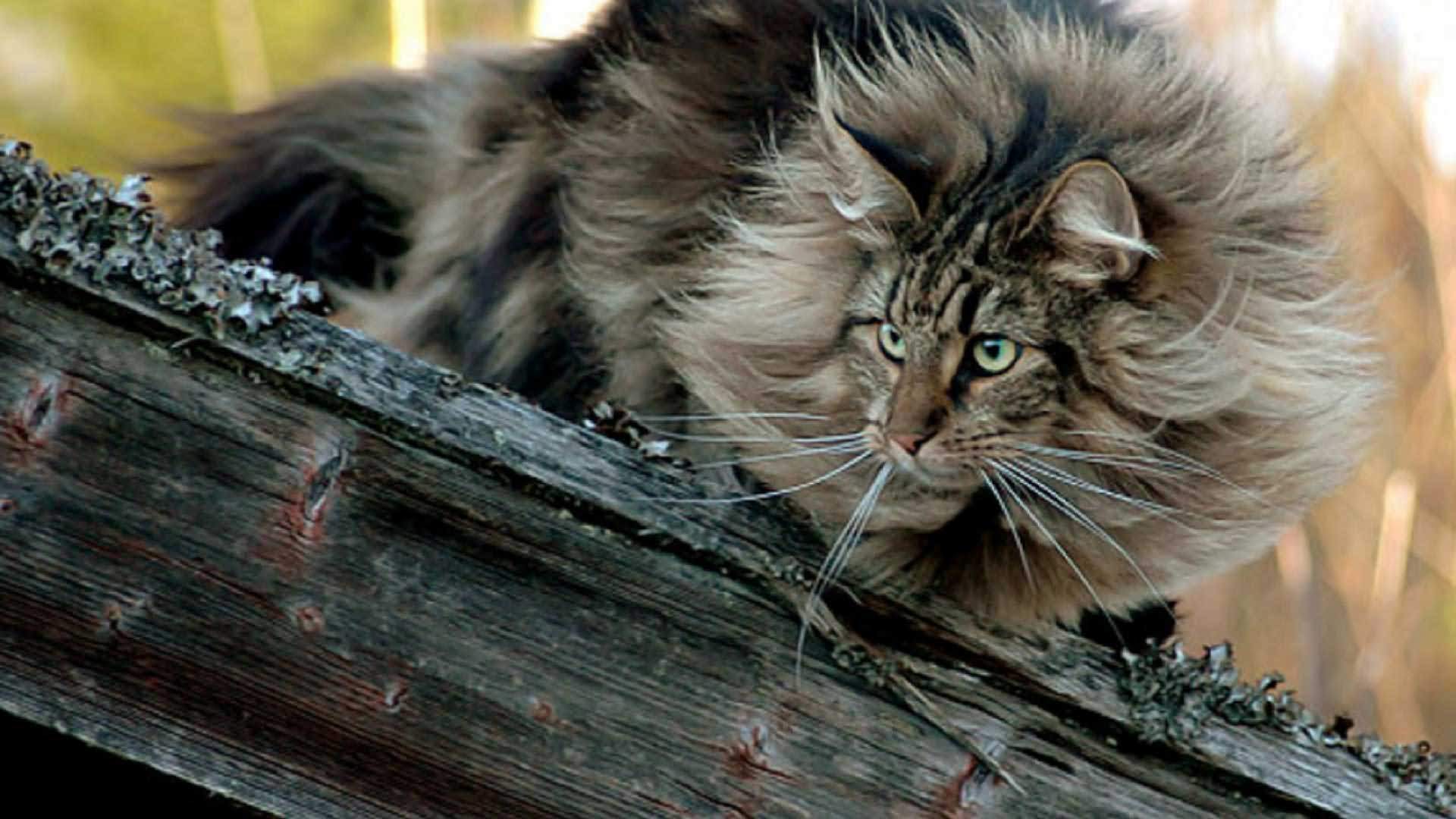 Long-Hair-Norwegian-Forest-Cat.jpg