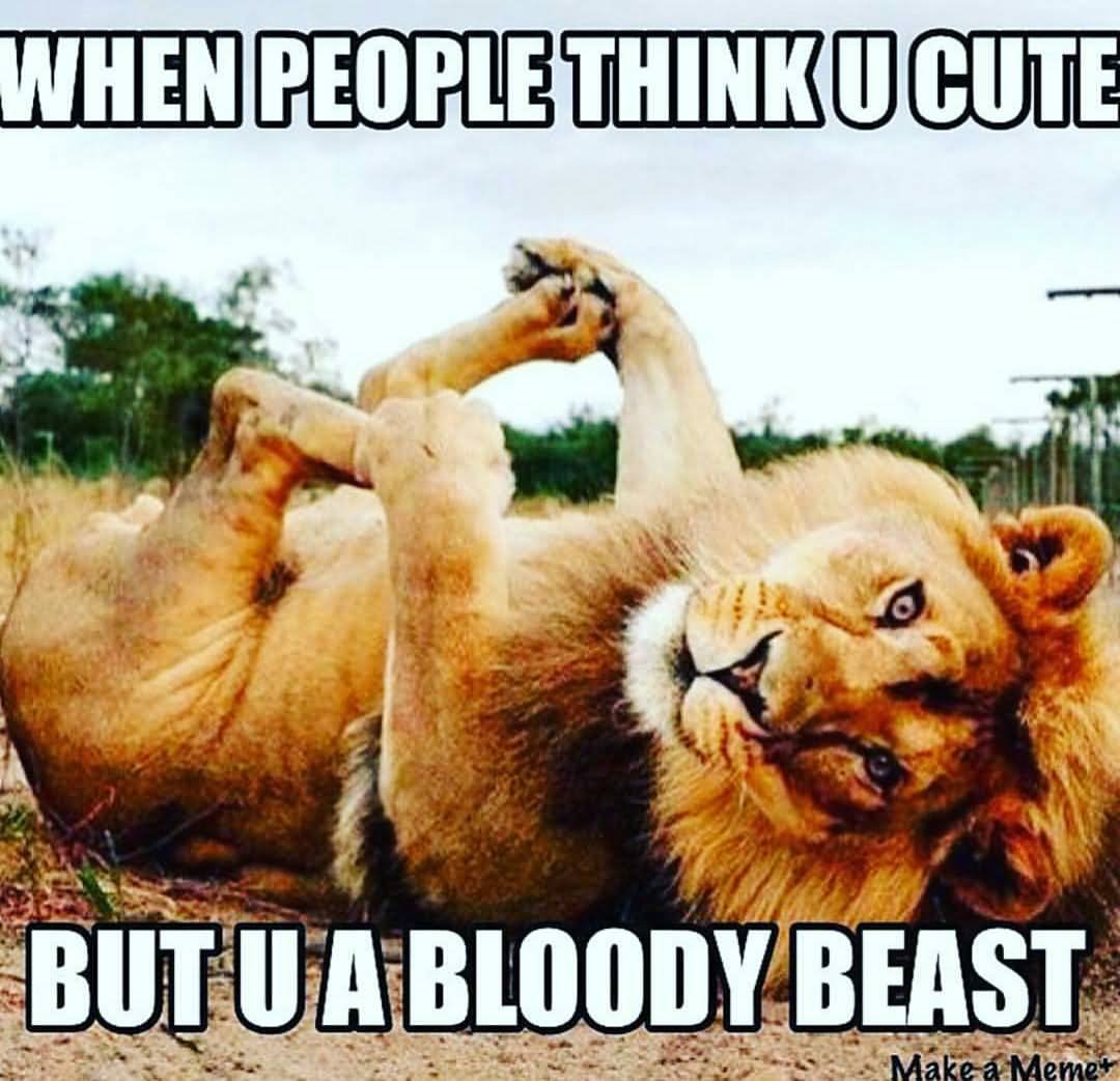 Funny-Lion-Meme-When-People-Think-Cute-But-U-A-Bloody-Beast-Image.jpg