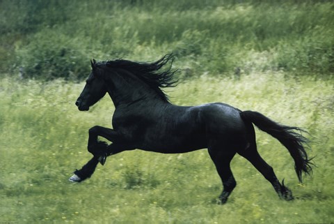 black-horse-running.jpg