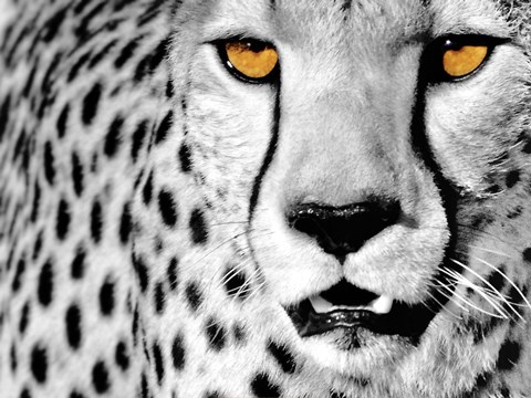 white-cheetah.jpg