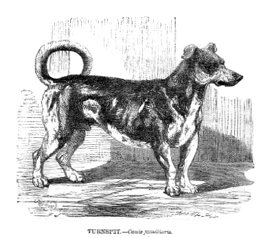 Turnspit-extinct-dog-breed-illustration_Turnspitdog-1862_Wikimedia_Public-Domain.webp