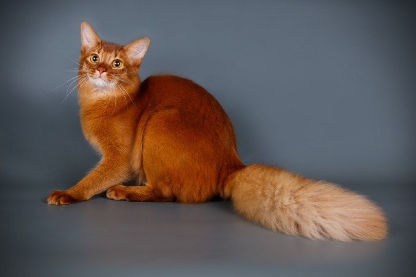 www.cat-breeds-encyclopedia.com
