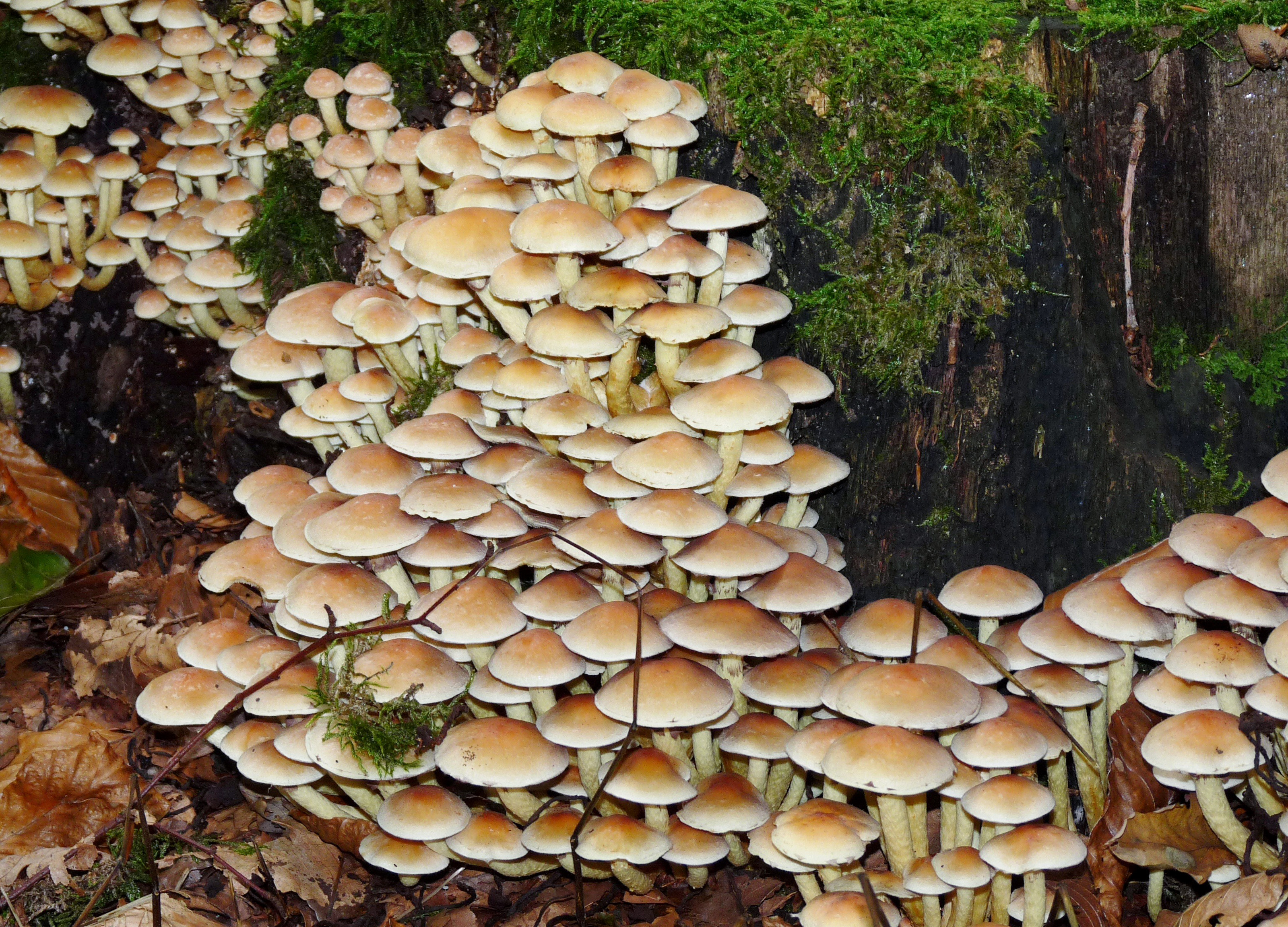 lots-of-mushrooms.jpg