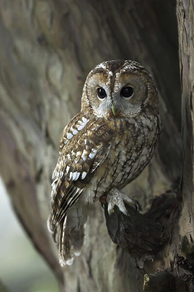 tawny-owl-strix-aluco-perched-yew-tree-15313382.jpg