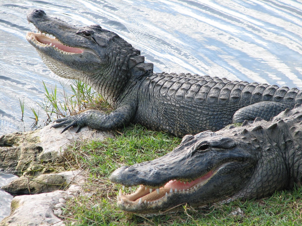 Hot-gators-Oasis-credit-to-Shirey.jpg