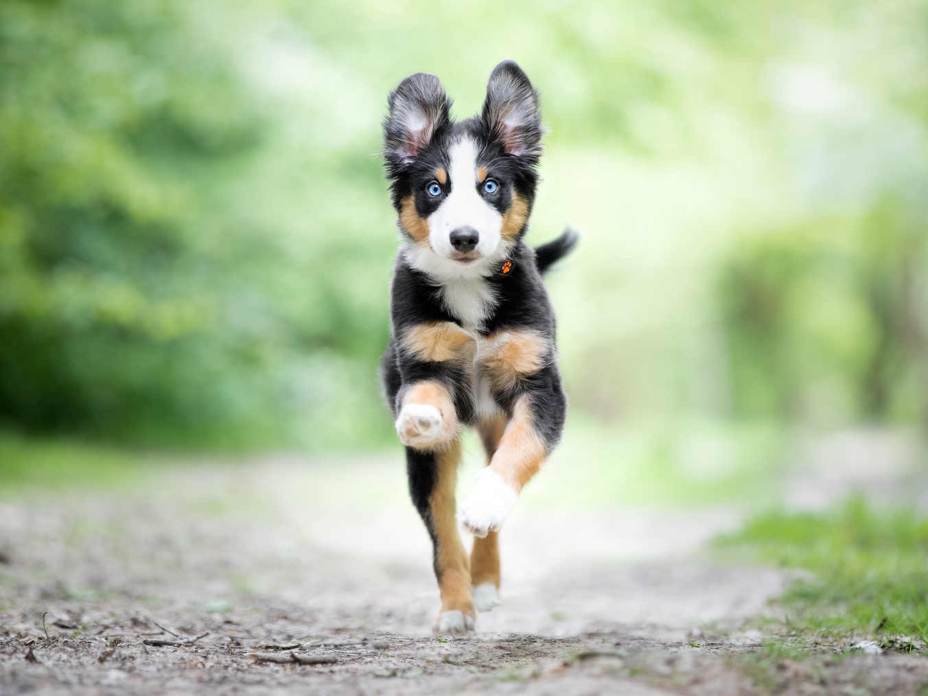 Dog_-rights_MS_outdoors_active_puppy_running_white_black_gold-dog-_@ilaanddrax-1.jpg