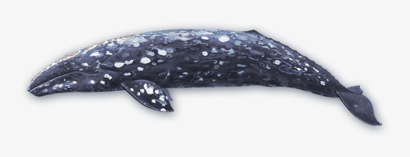 205-2051146_gray-whale.png