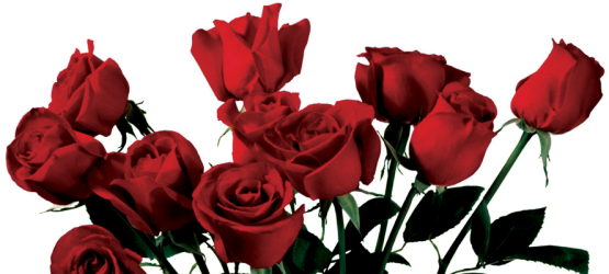 767-7670164_drawn-wildflower-anime-red-roses-aesthetic-png.png