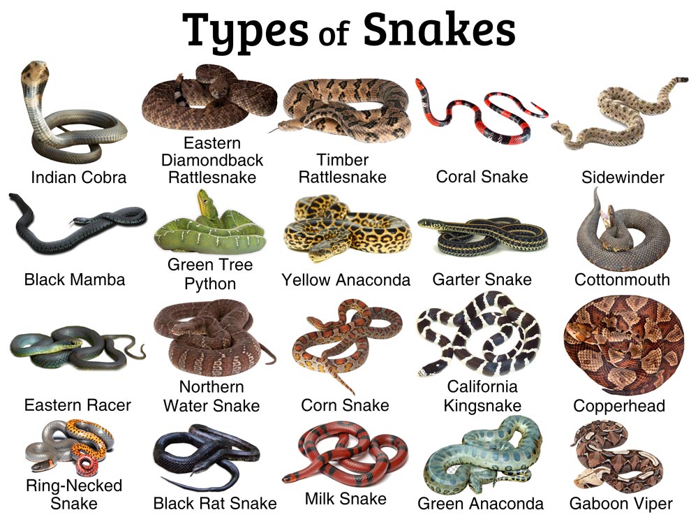 Types-of-Snakes.jpg