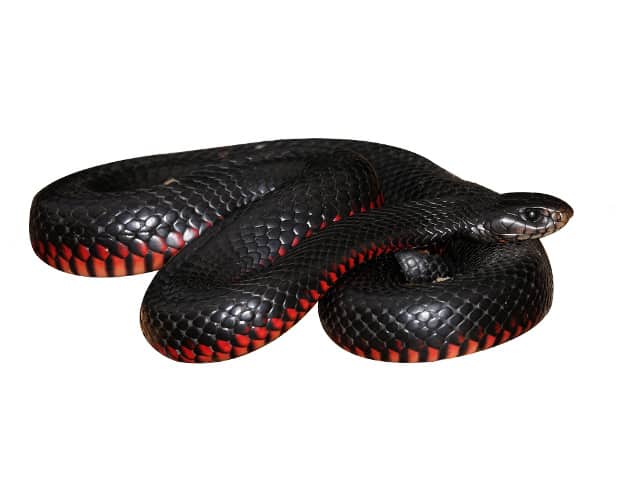 Red-bellied-Black-Snake.jpg
