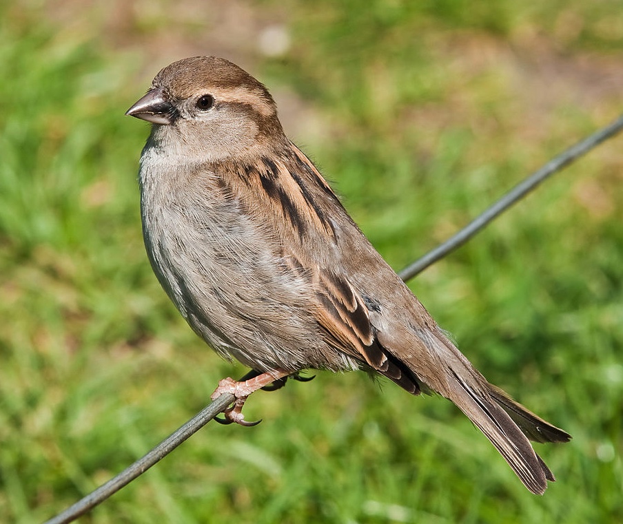Female-House-Sparrow.jpeg